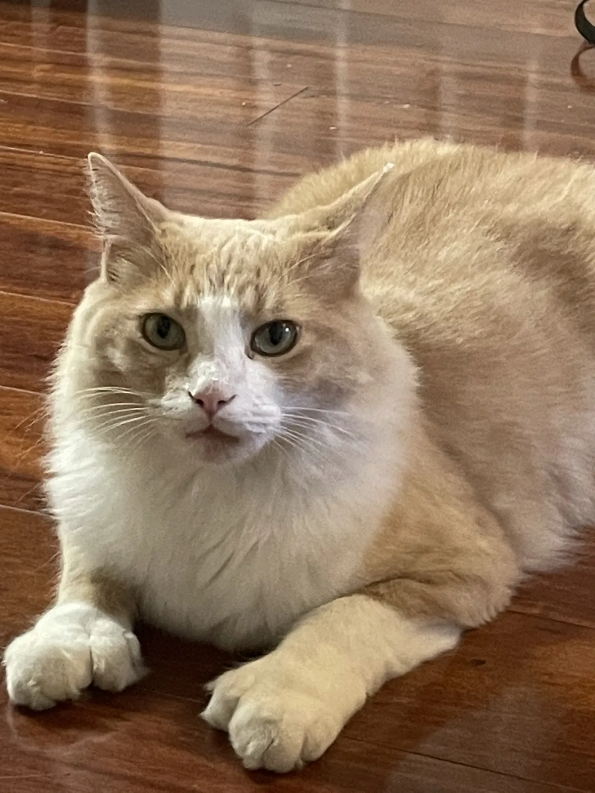 Lost cat in Knoxville, TN, 37932