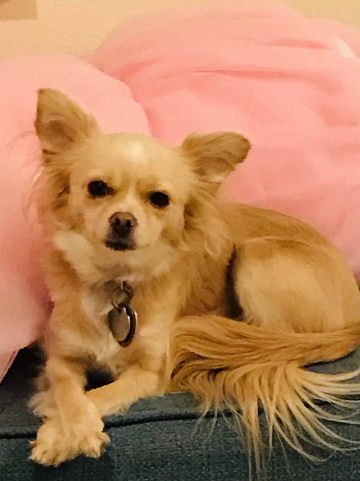 Lost dog in Los Angeles, CA, 90023