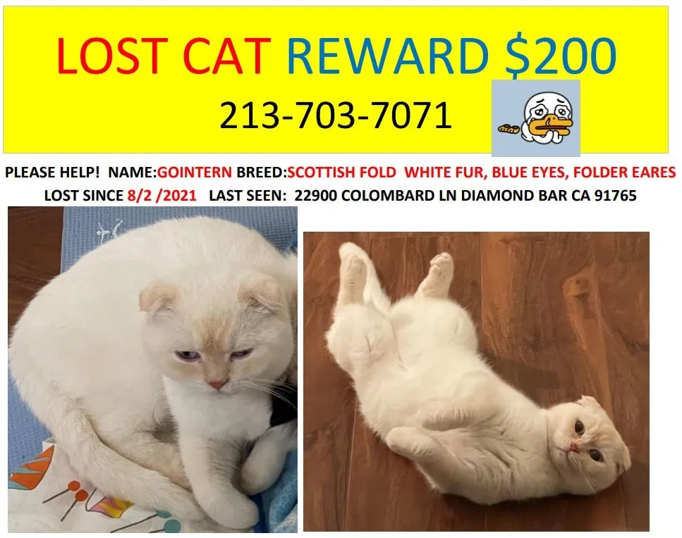 Lost cat in Diamond Bar, CA, 91765