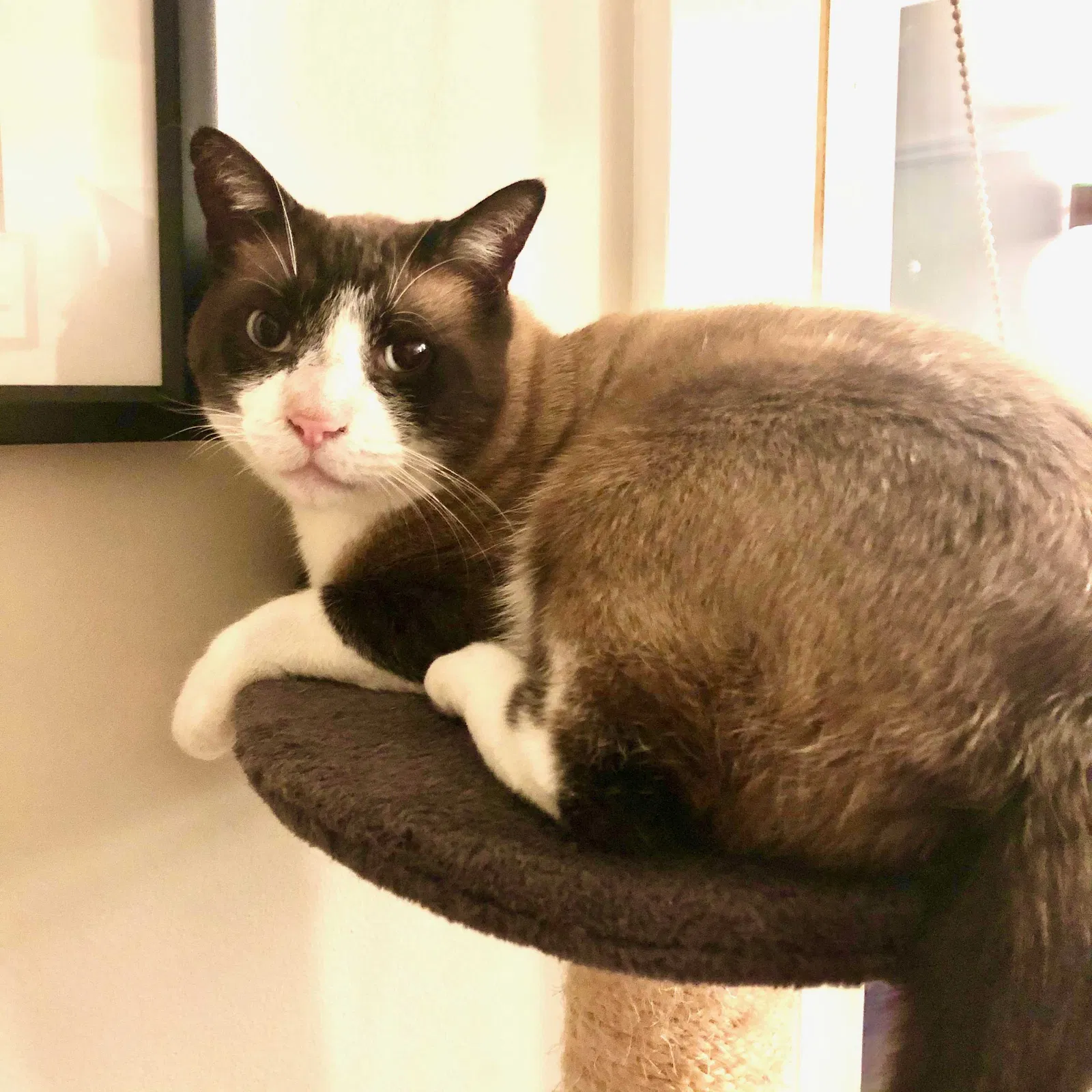 Lost cat in San Francisco, CA, 94107
