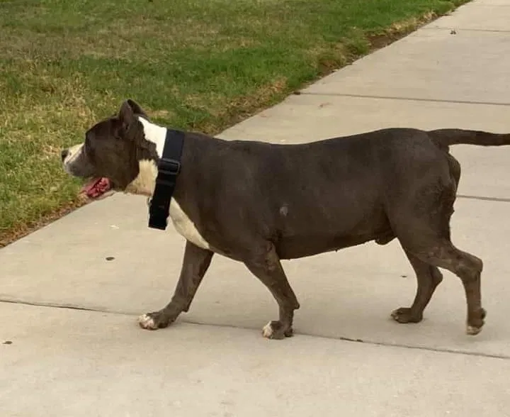 Lost dog in Adelanto, CA, 92301