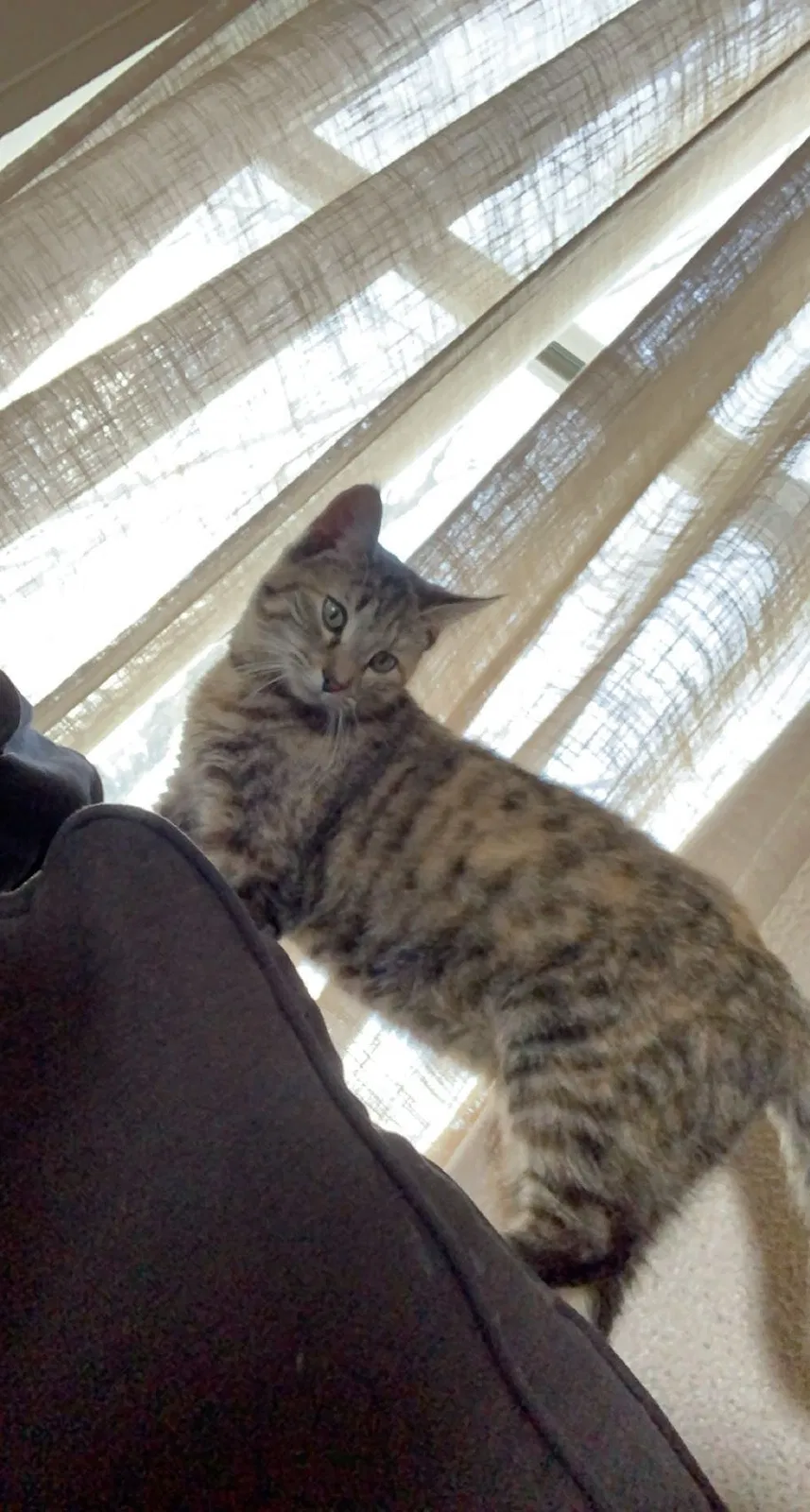 Lost cat in Wakarusa, IN, 46573