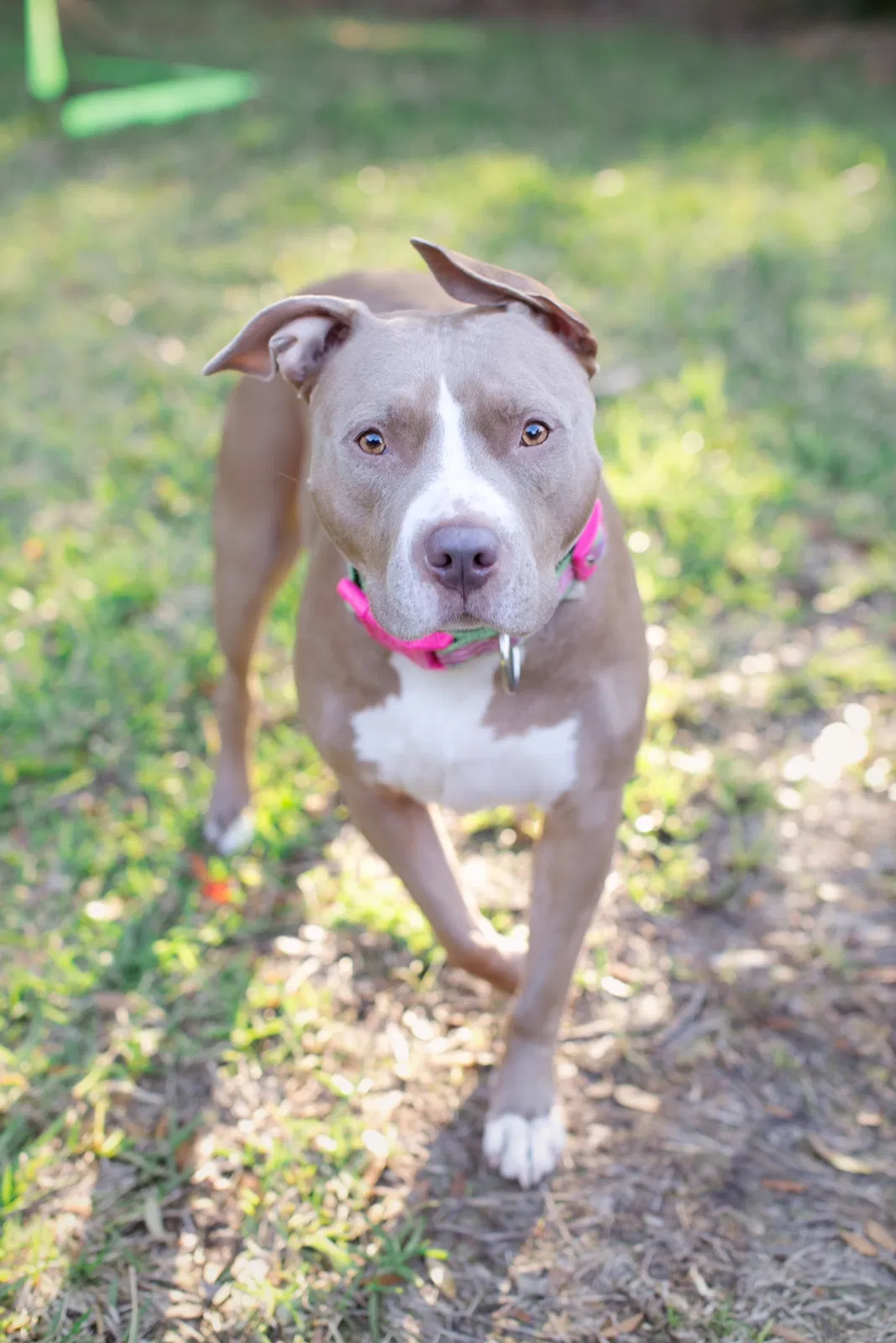 Lost dog in Jacksonville, FL, 32246