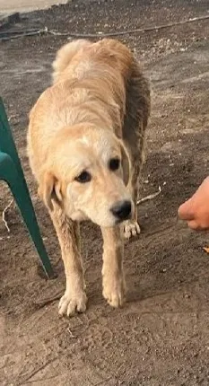 Lost dog in Stockton, CA, 95206