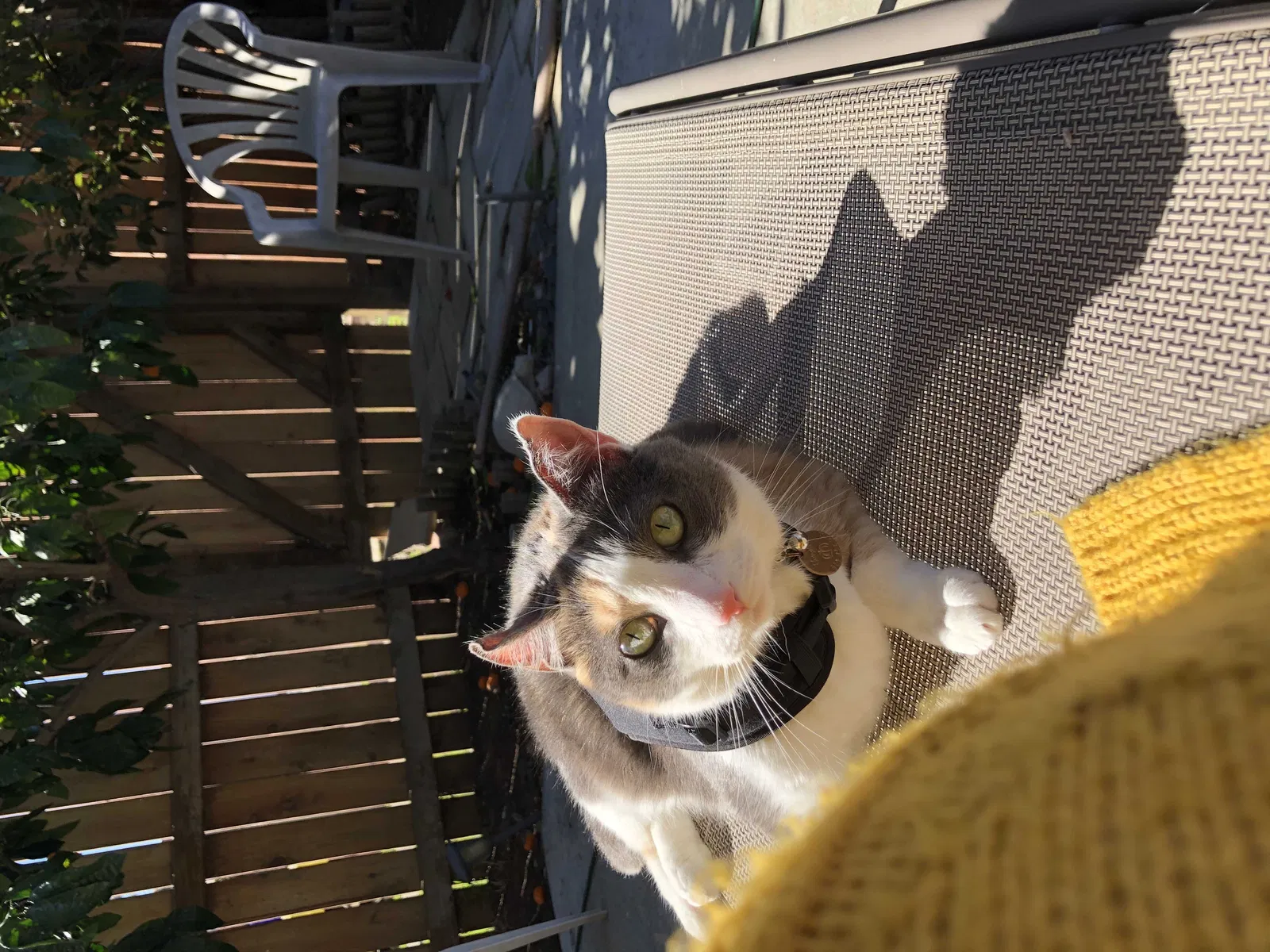 Lost cat in San Diego, CA, 92117