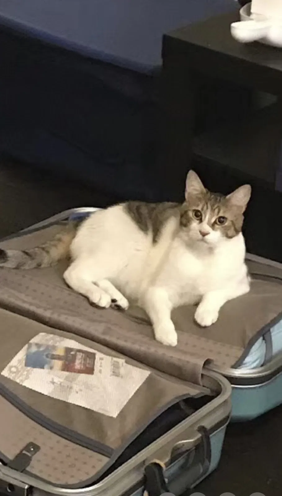 Lost cat in Seattle, WA, 98105