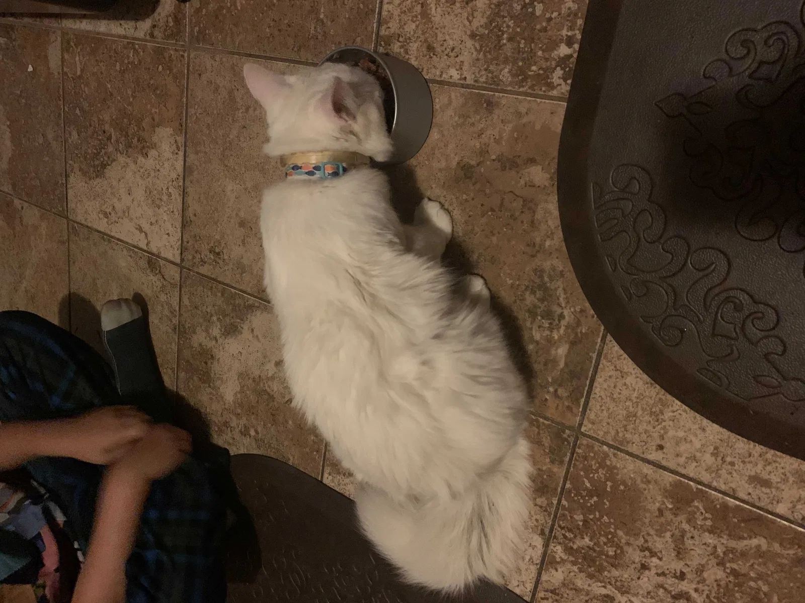Found cat in Charlotte, NC, 28273