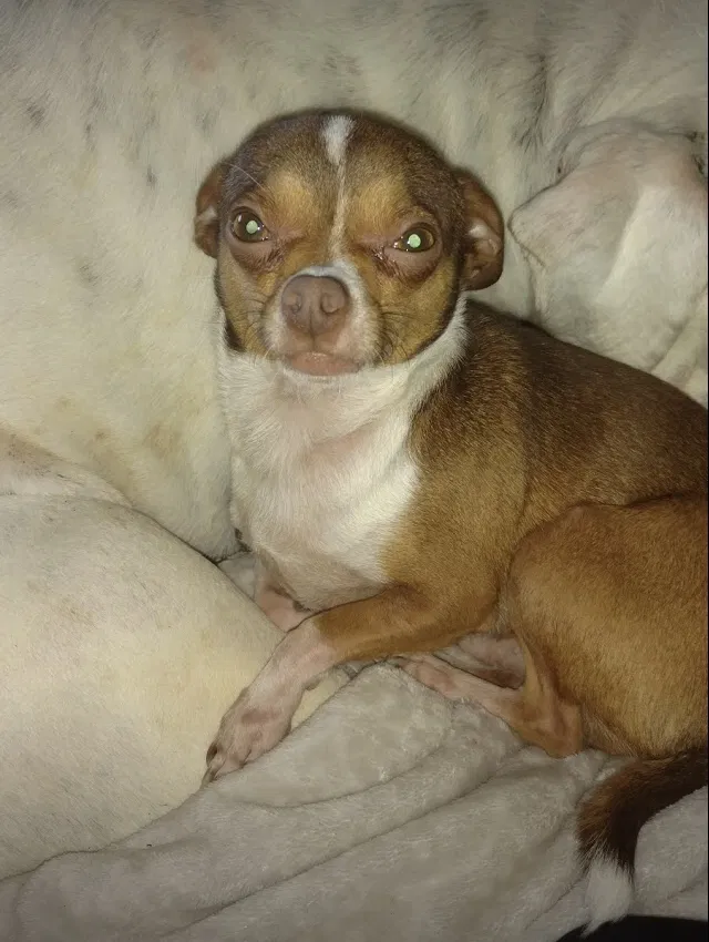 Lost dog in Toledo, OH, 43605