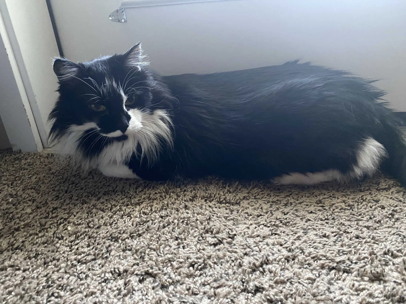 Lost cat in Cheney, WA, 99004