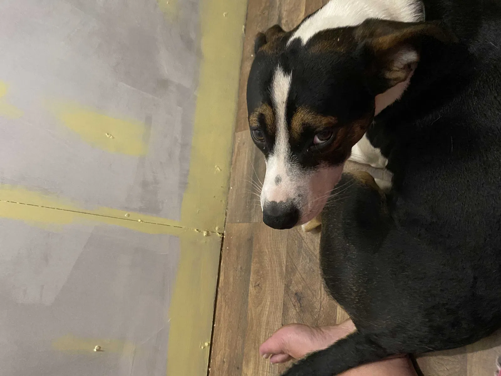 Lost dog in Leslie, GA, 31764
