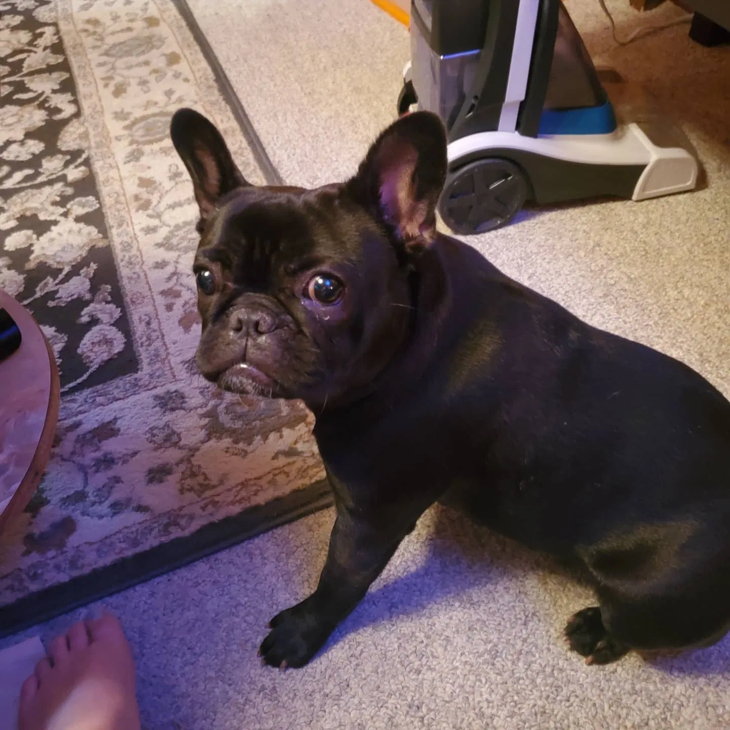Lost dog in Pensacola, FL, 32534