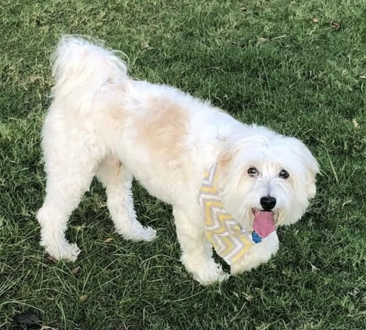 Lost dog in Kaufman, TX, 75142