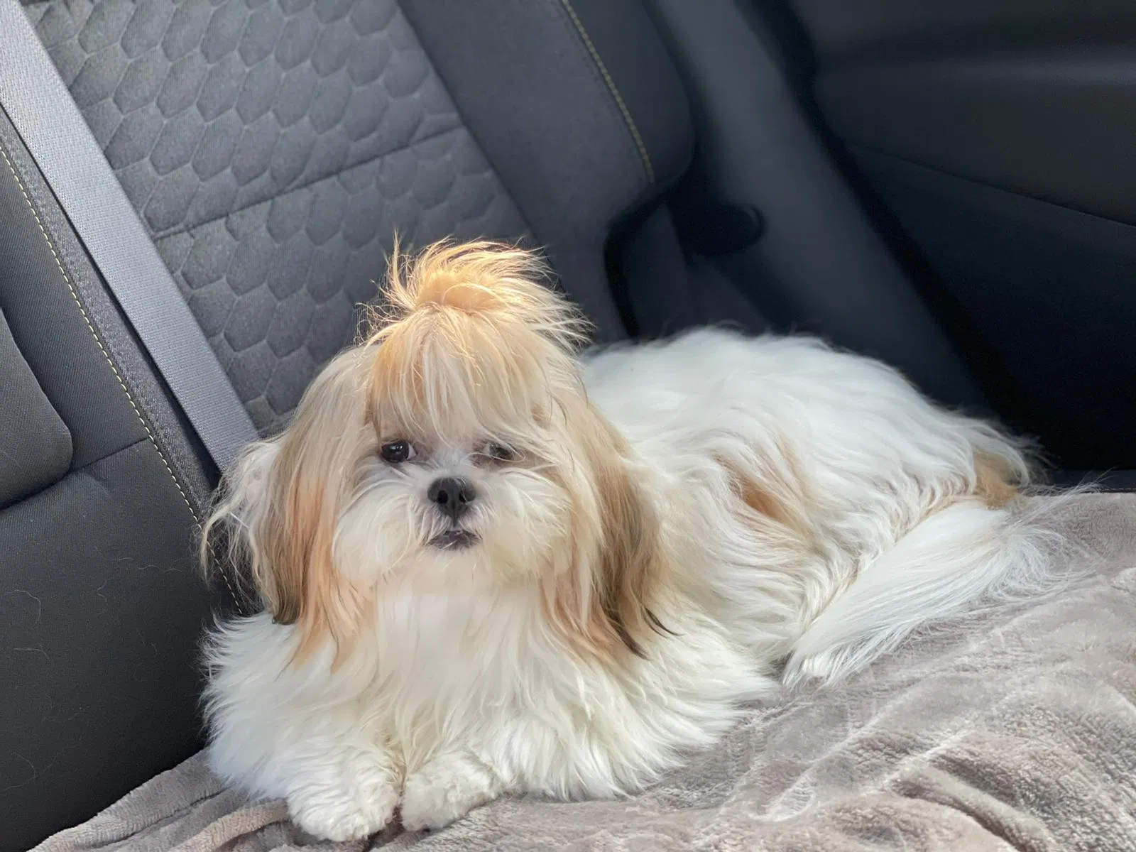 Lost dog in High Springs, FL, 32643
