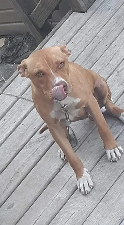 Lost dog in Peru, IN, 46970