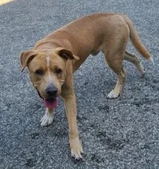 Found dog in Indianapolis, IN, 46239