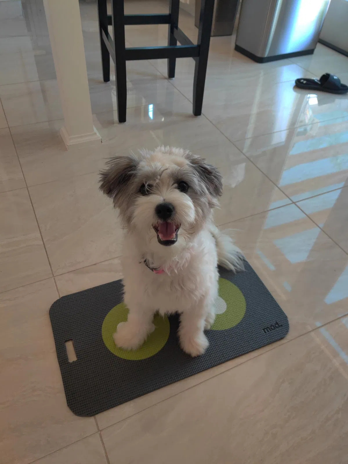 Lost dog in Escondido, CA, 92025