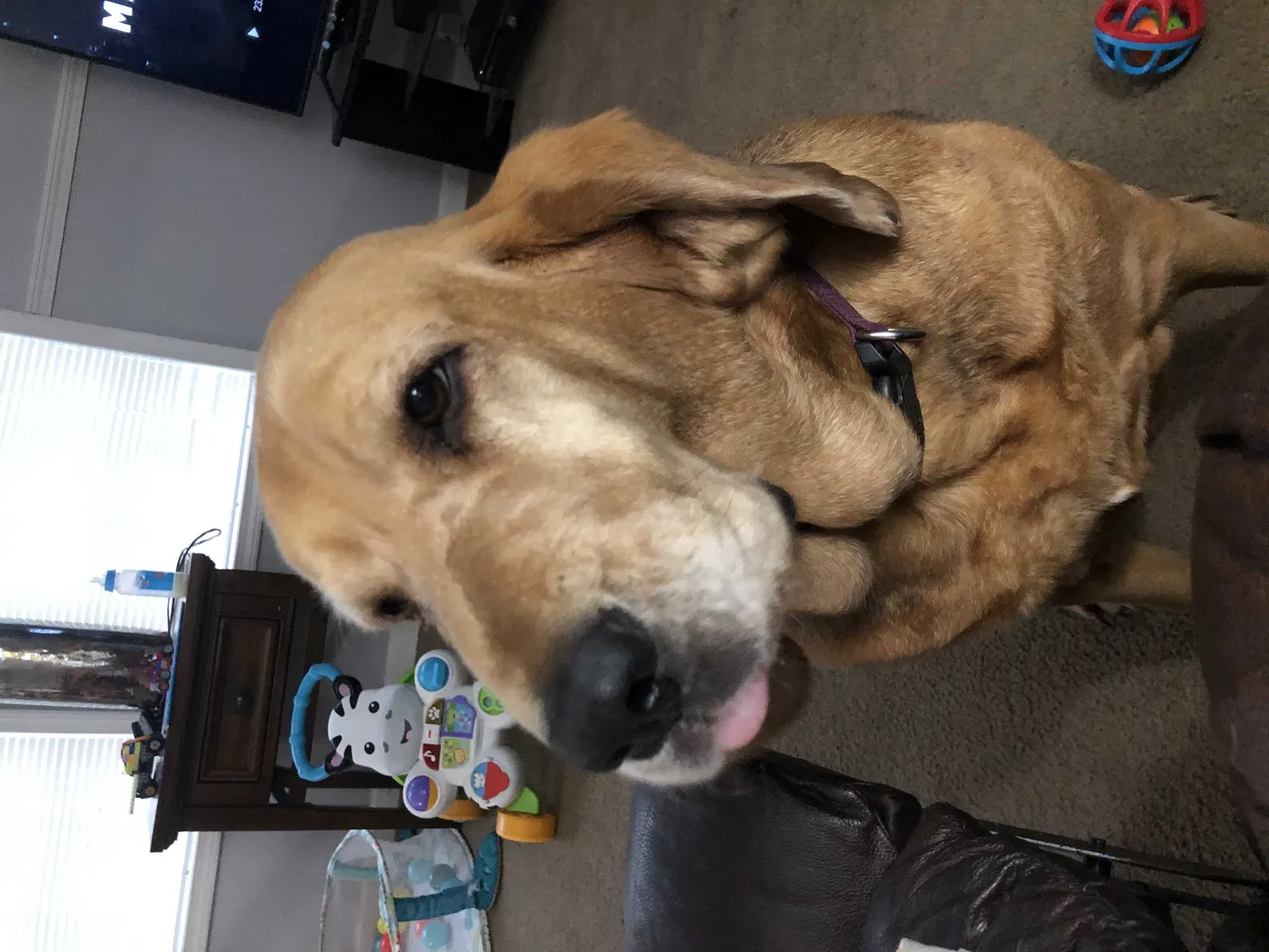 Lost dog in Saint Augustine, FL, 32092