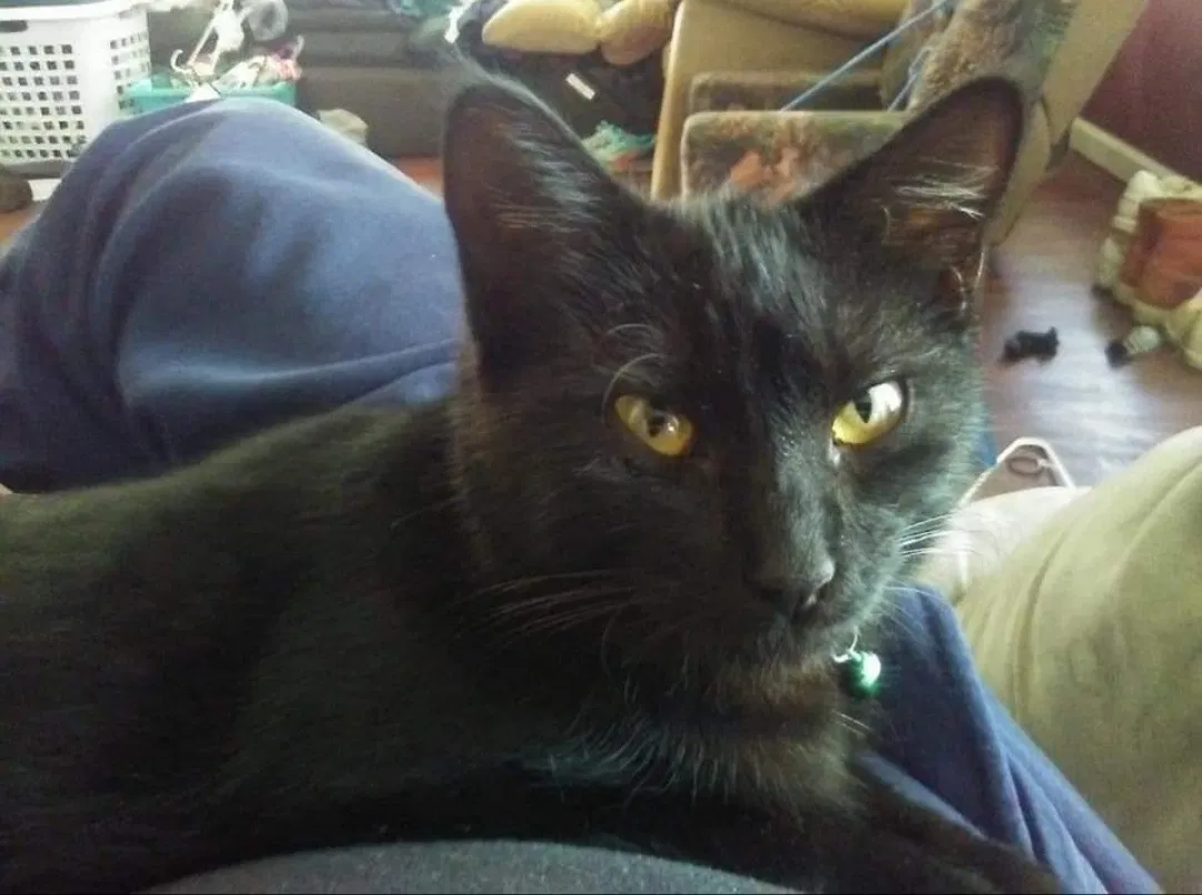 Lost cat in Tallahassee, FL, 32303