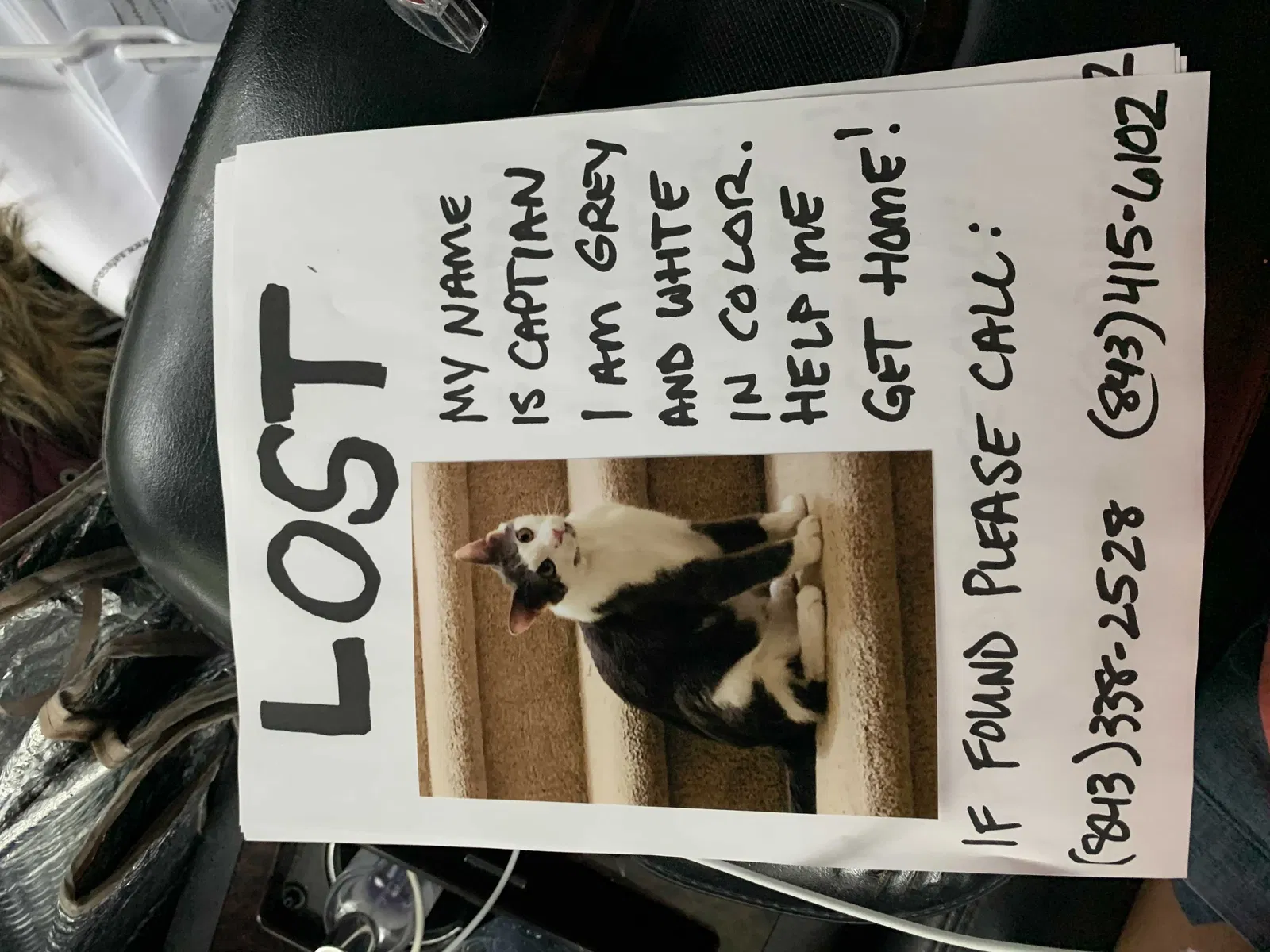 Lost cat in Hilton Head Island, SC, 29926