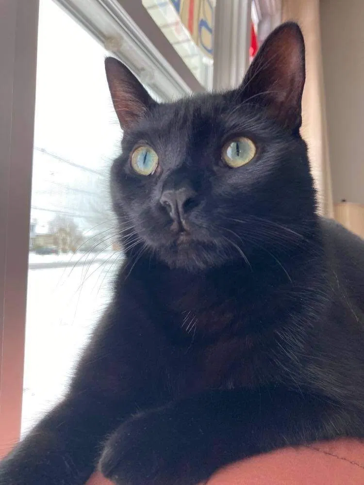 Lost cat in Buffalo, NY, 14218