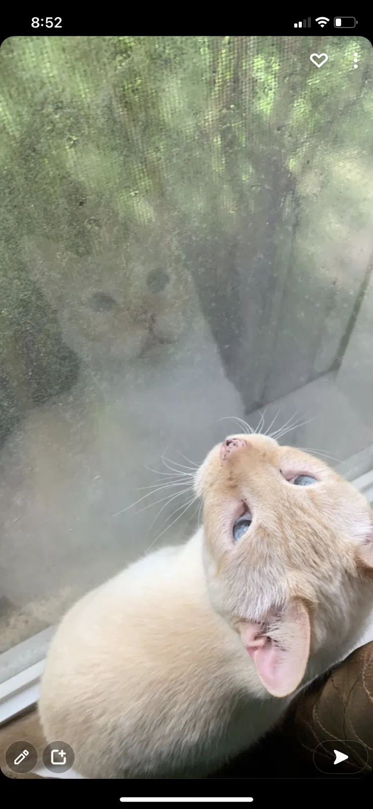 Lost cat in Ocala, FL, 34473