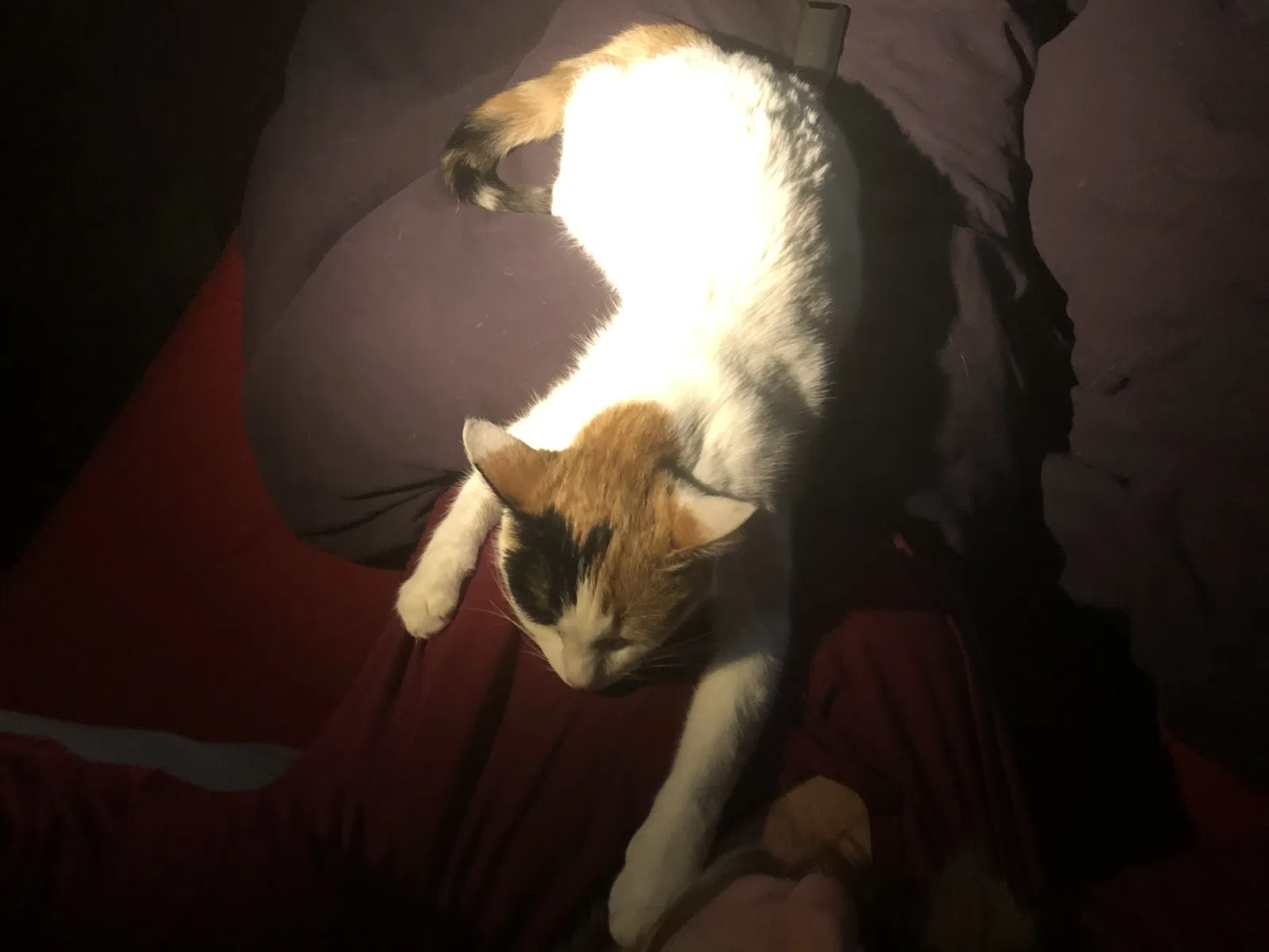 Lost cat in East Falmouth, MA, 2536