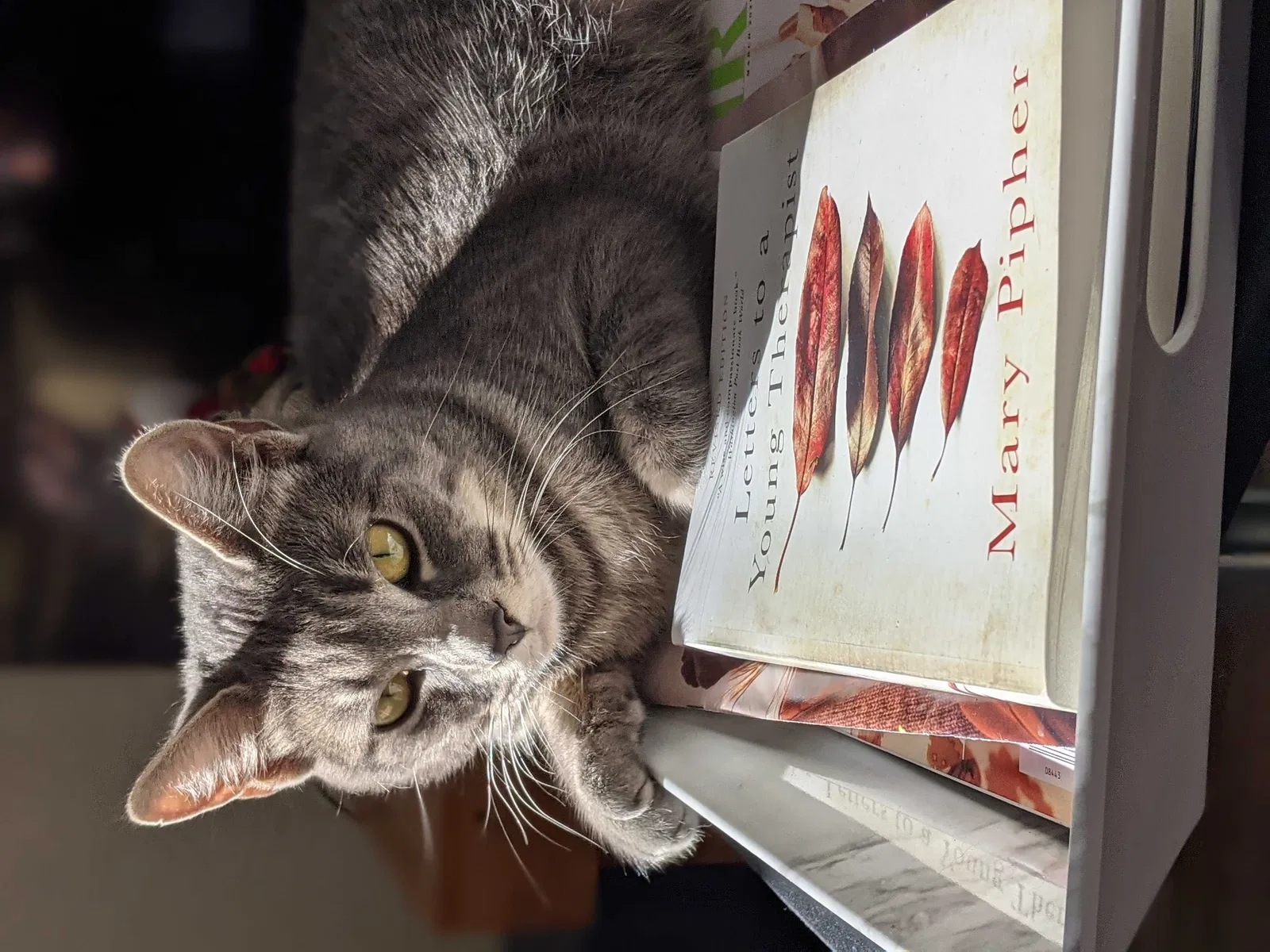 Lost cat in Winlock, WA, 98596