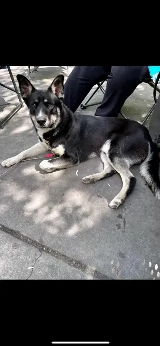 Lost dog in Salt Lake City, UT, 84119