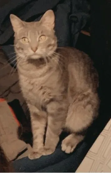 Lost cat in Pawtucket, RI, 2860