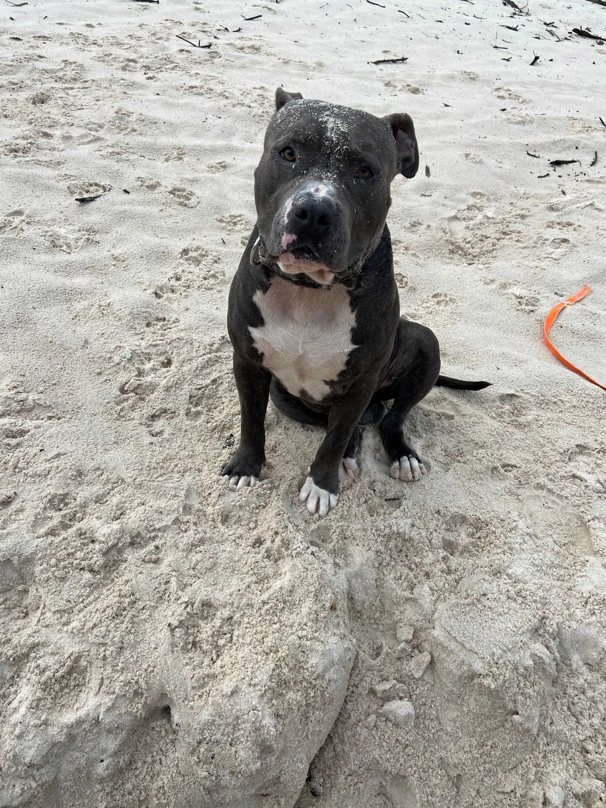 Lost dog in Wilmer, AL, 36587