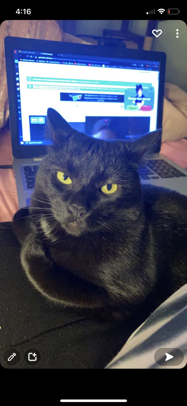 Lost cat in Crofton, MD, 21114