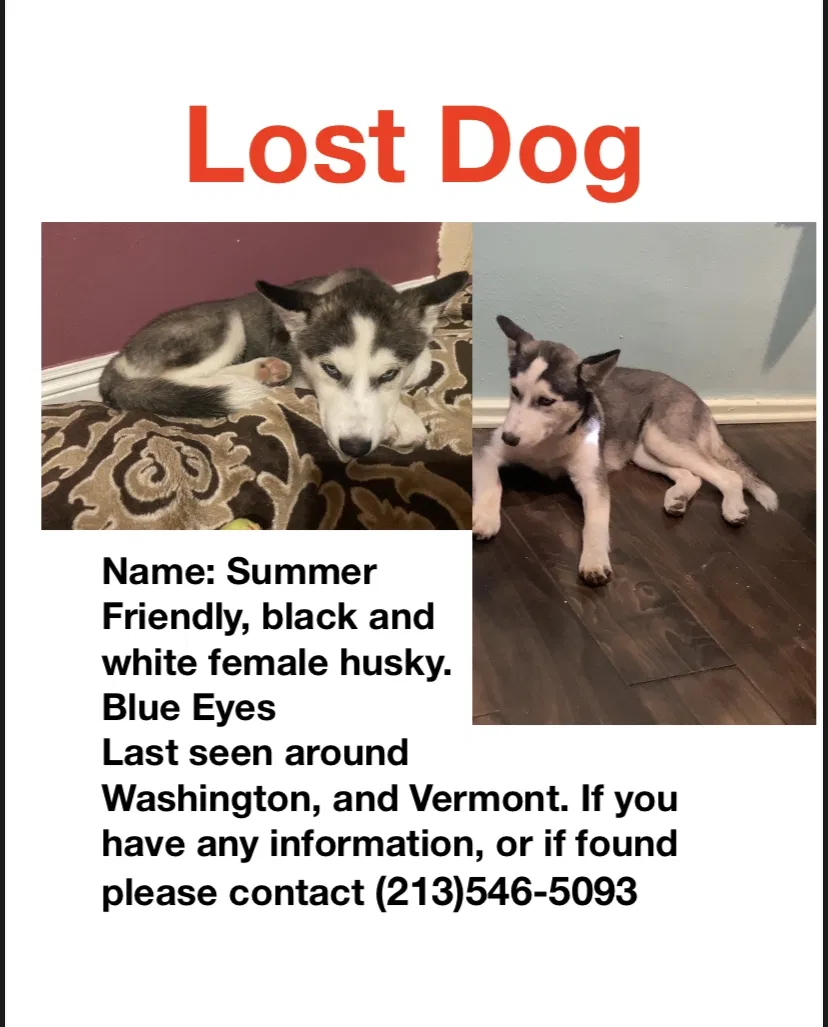 Lost dog in Los Angeles, CA, 90006