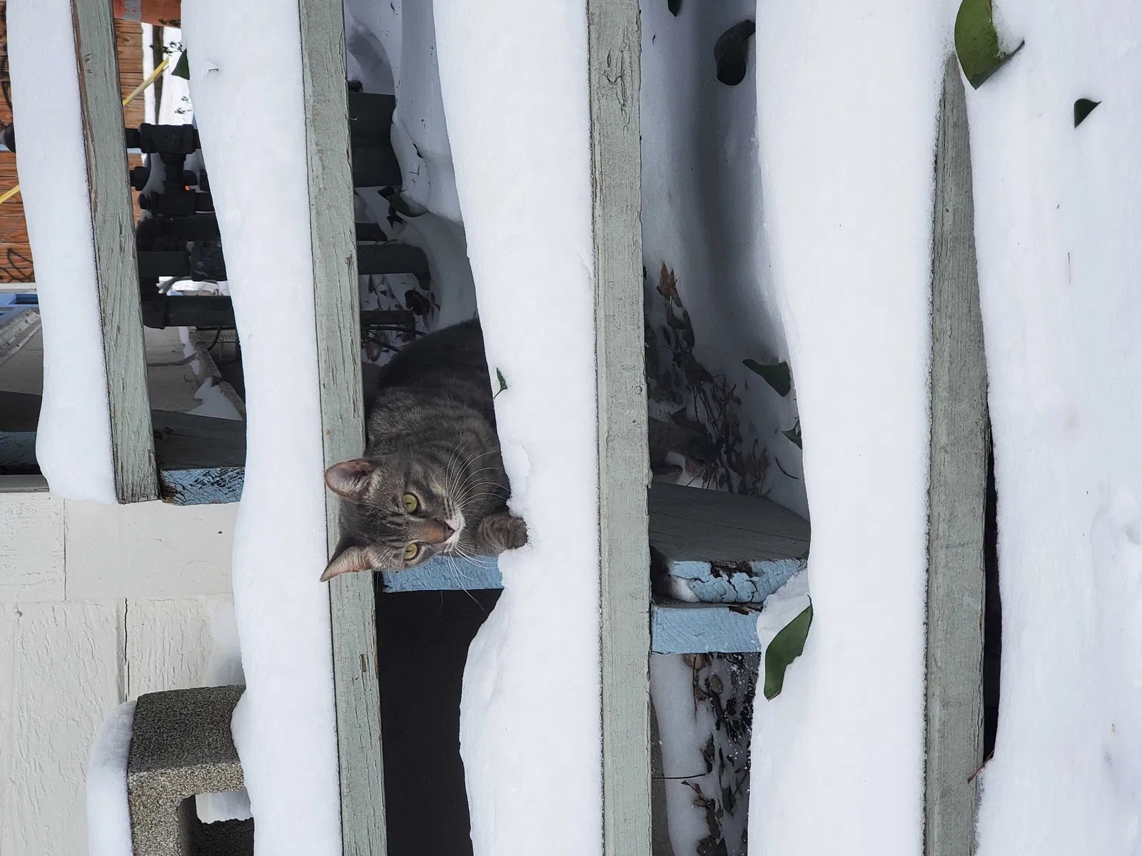 Lost cat in Austin, TX, 78746