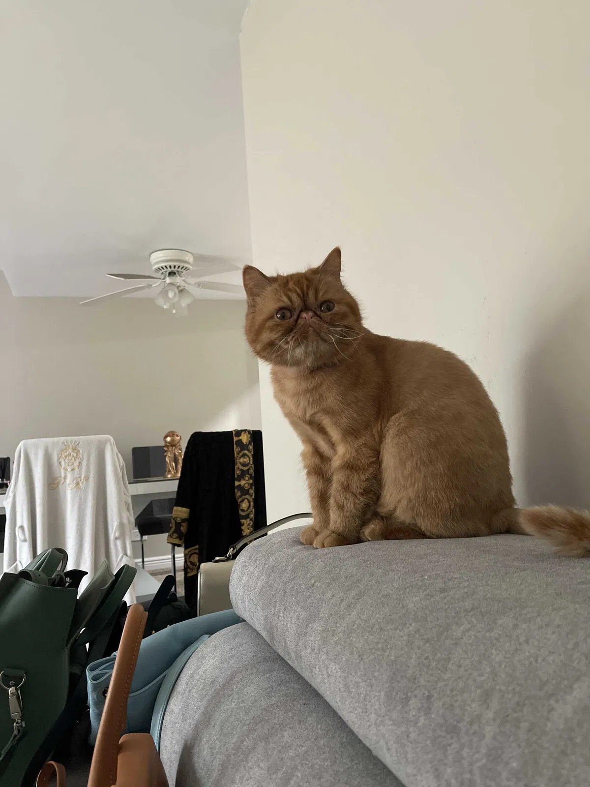 Lost cat in Westmont, IL, 60559