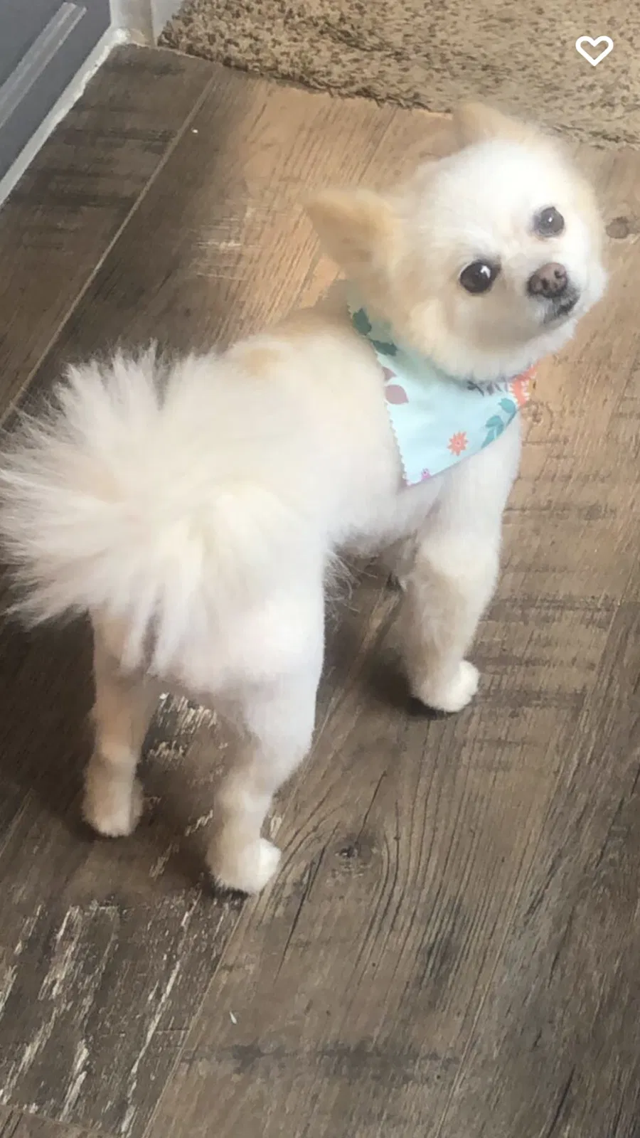 Lost dog in Cullman, AL, 35057