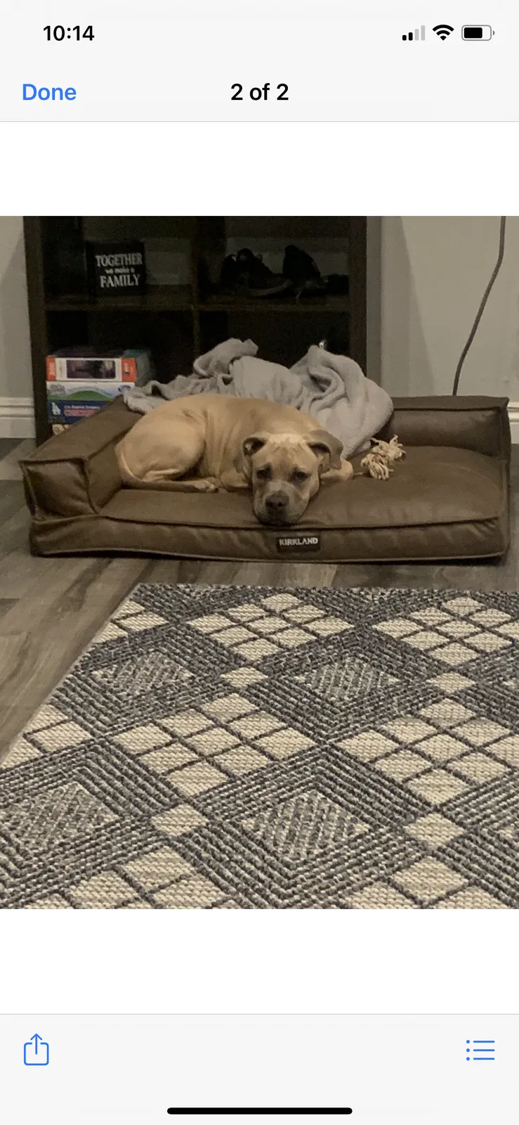 Lost dog in Highland, CA, 92346