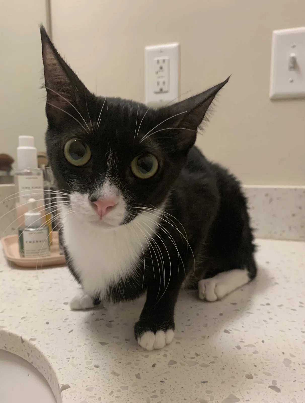 Lost cat in San Diego, CA, 92111