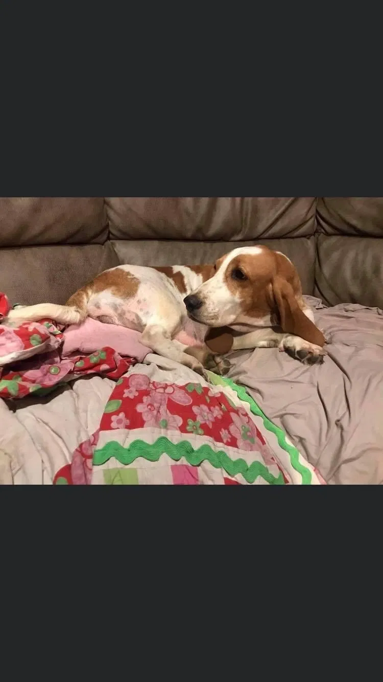 Lost dog in Magnolia, KY, 42757