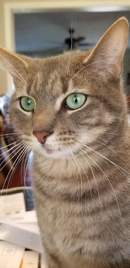 Lost cat in Flower Mound, TX, 75028