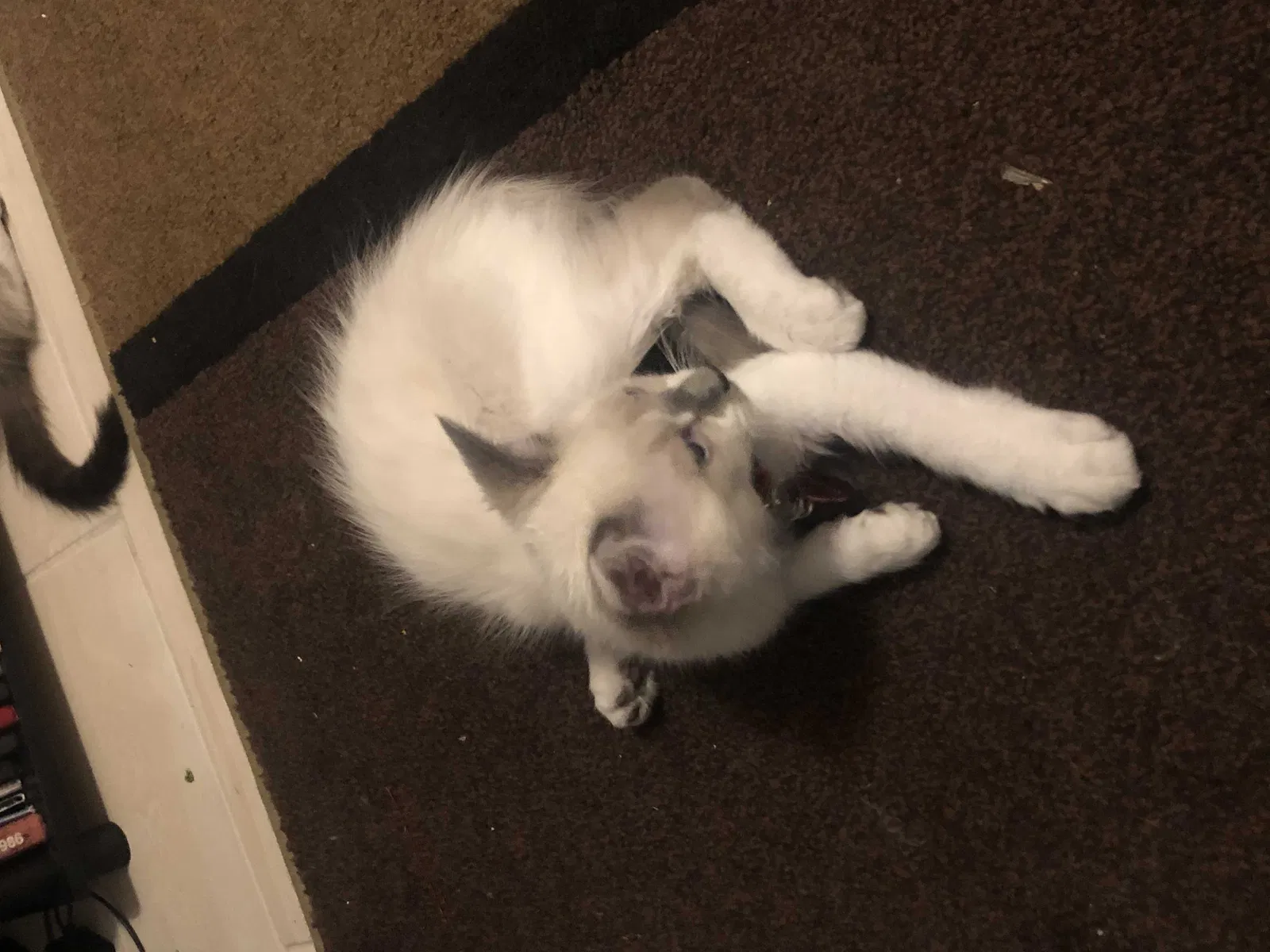 Lost cat in Albuquerque, NM, 87106
