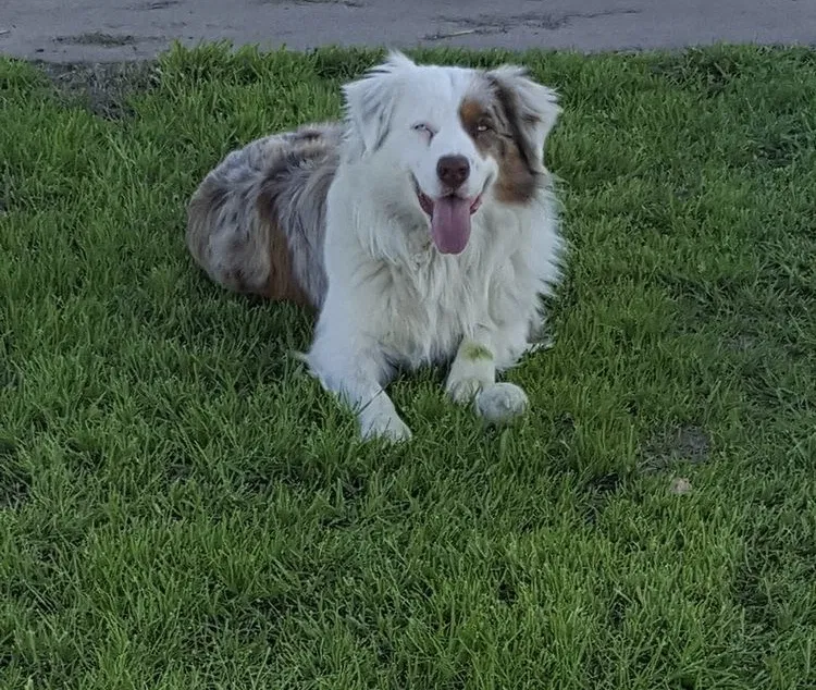 Lost dog in Campbell, TX, 75422