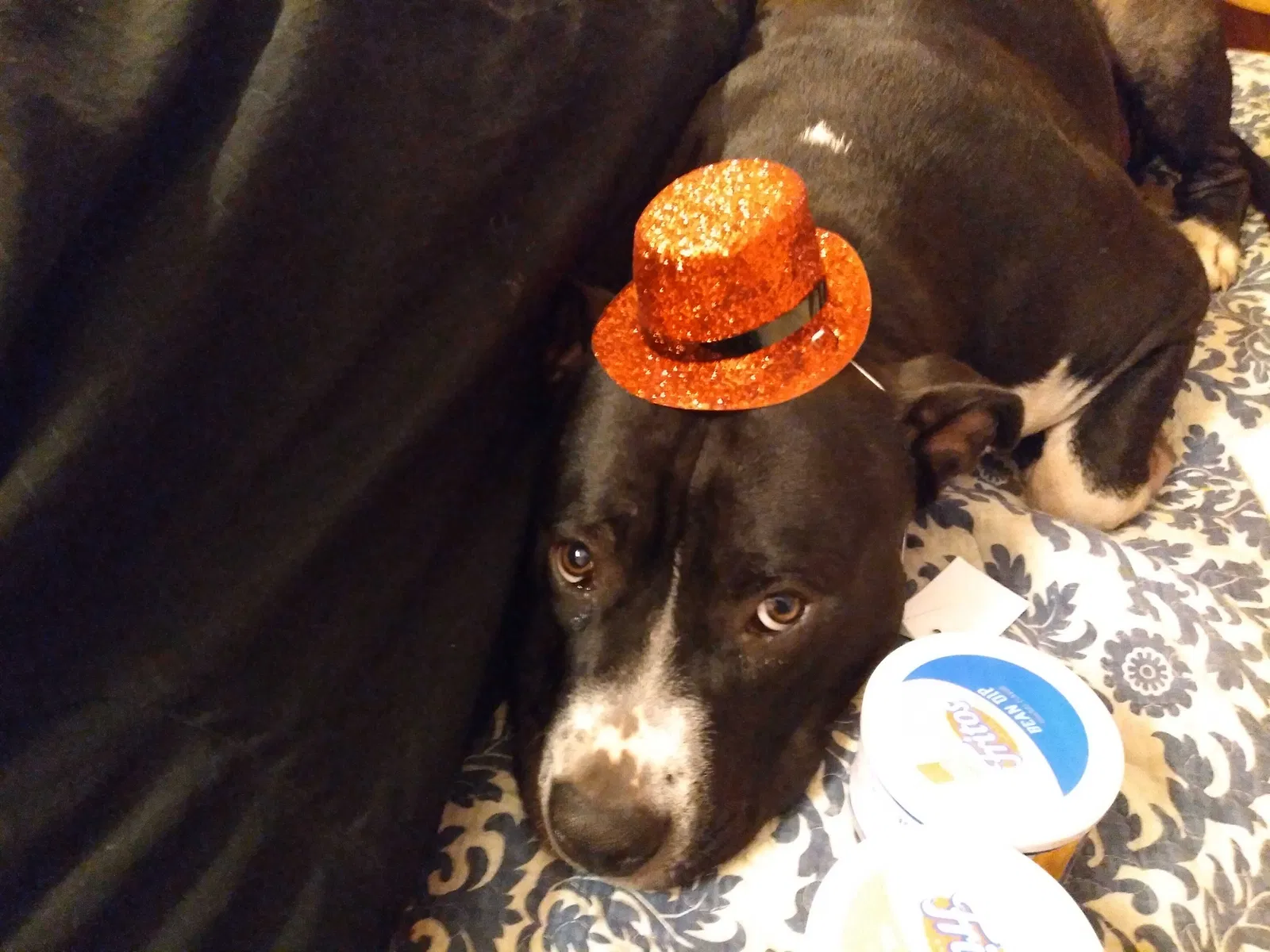 Lost dog in Fort Worth, TX, 76135