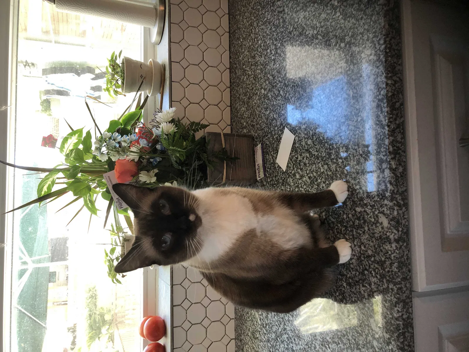 Lost cat in New Port Richey, FL, 34652