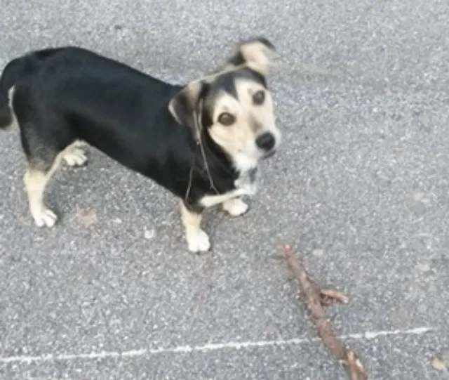Lost dog in Alpharetta, GA, 30009