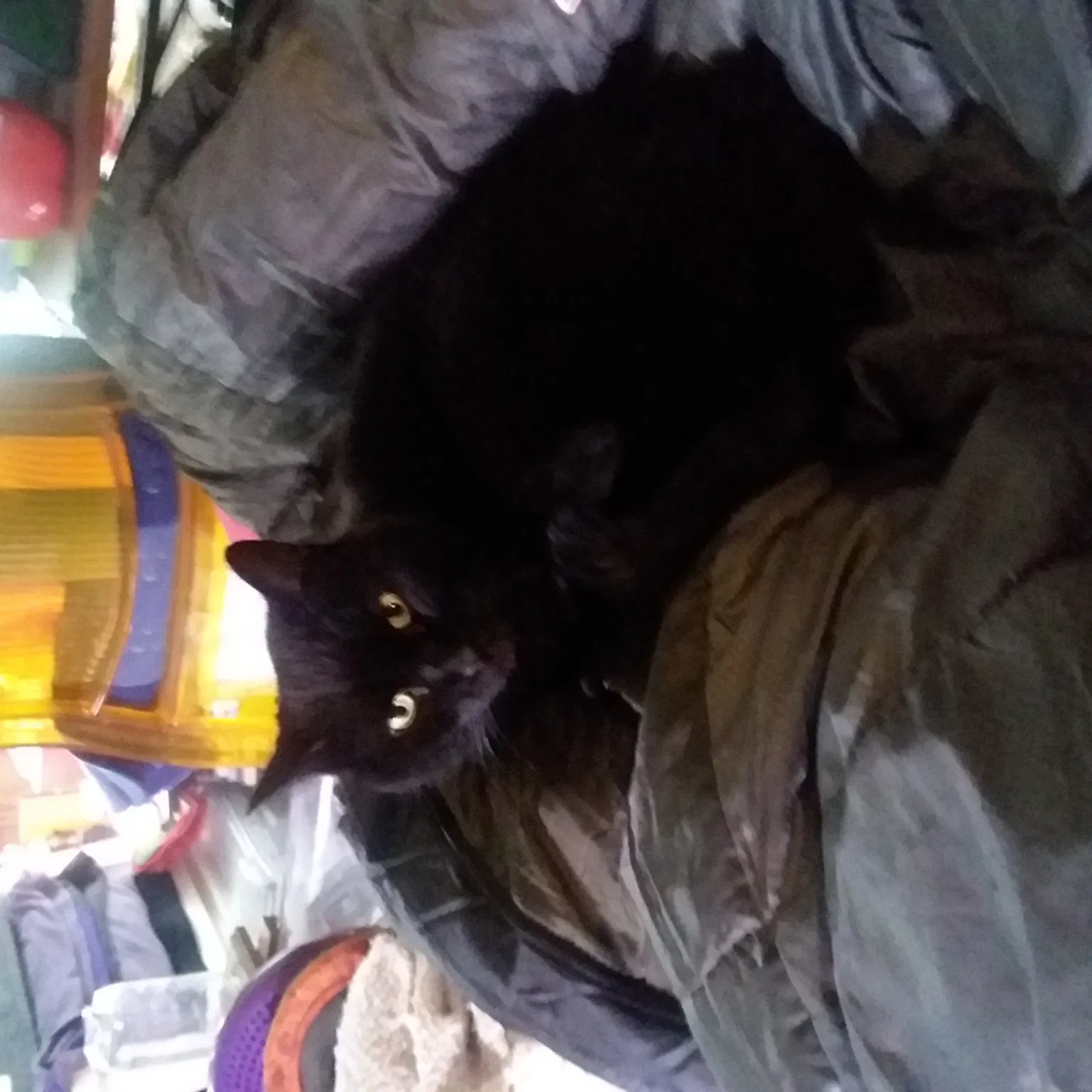 Lost cat in Lancaster, MA, 1523