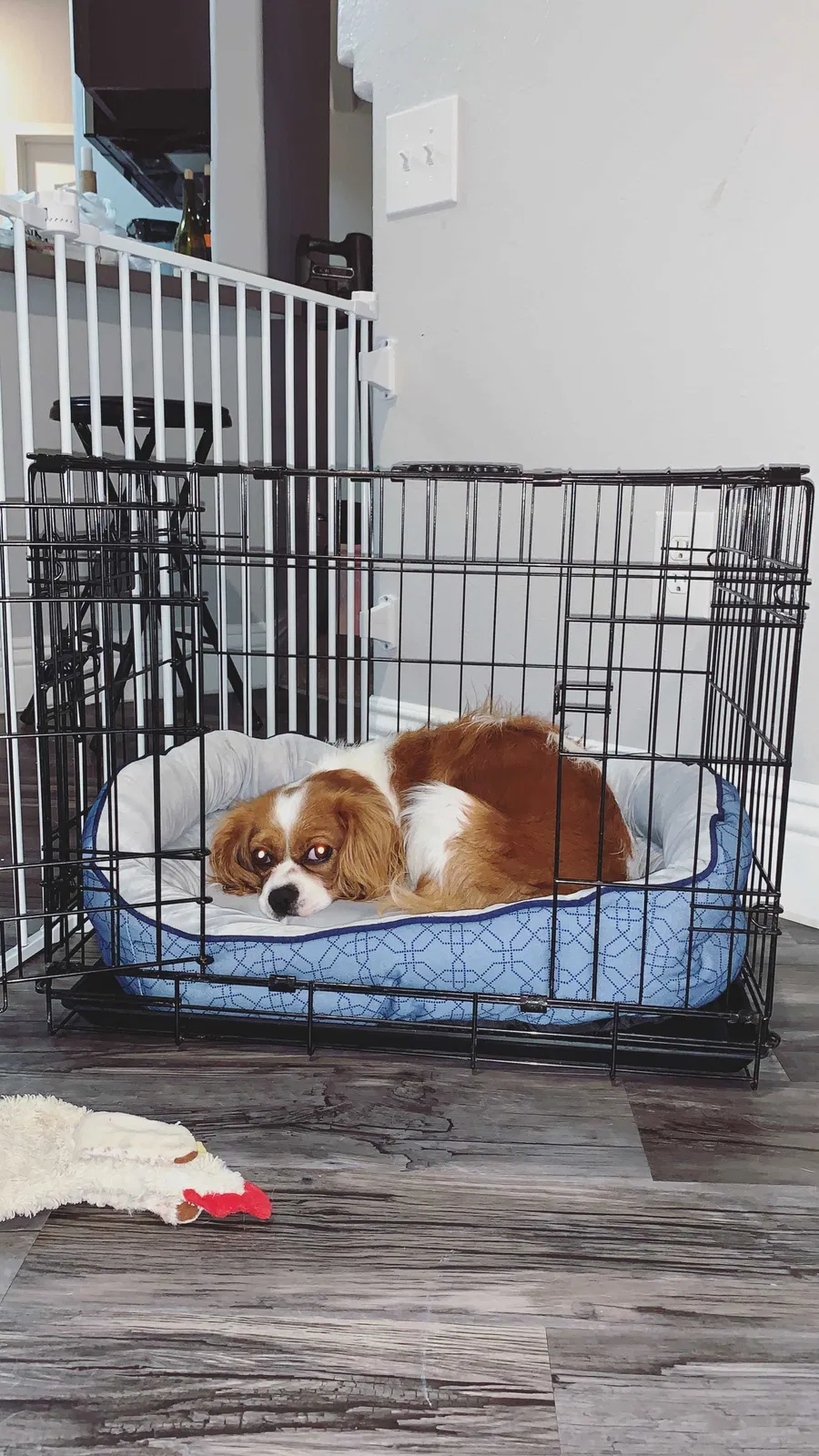 Lost dog in Las Vegas, NV, 89148