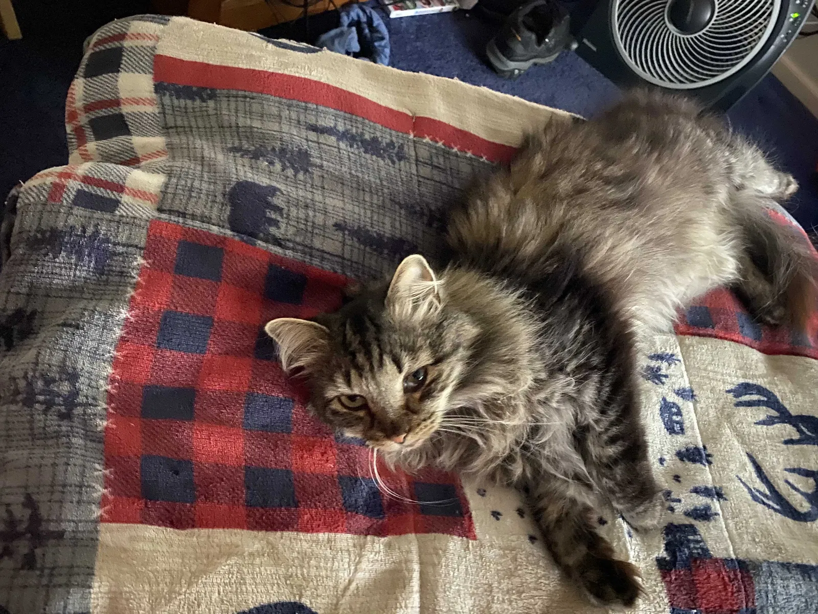 Lost cat in Quakertown, PA, 18951