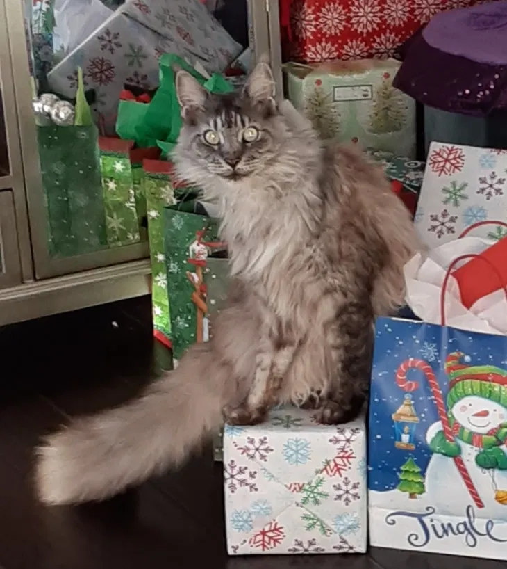 Lost cat in Jacksonville, FL, 32246