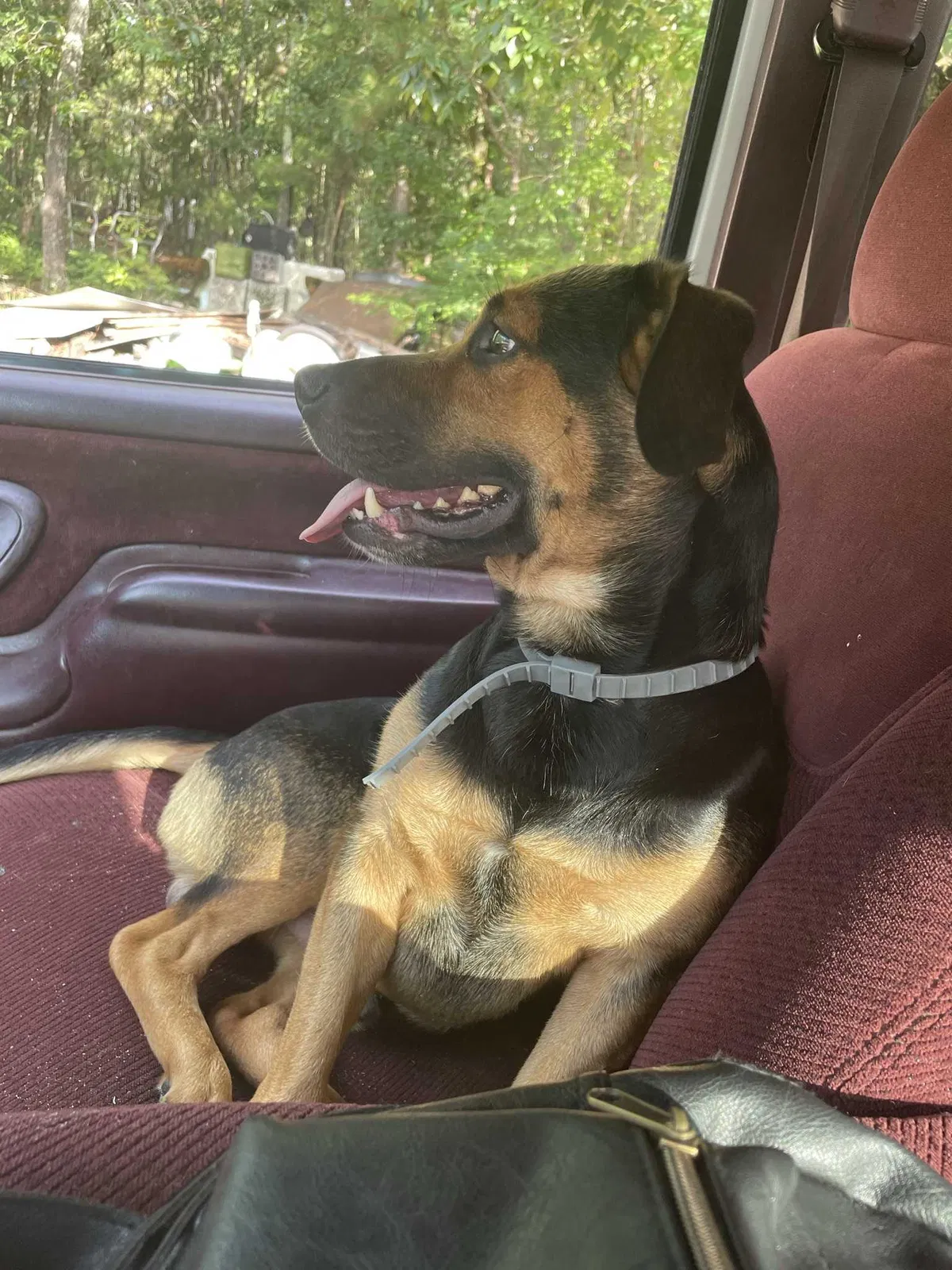 Lost dog in Sanford, NC, 27332