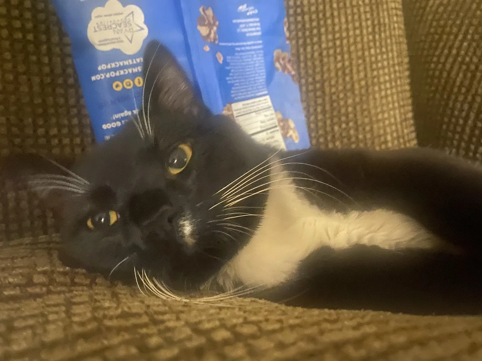 Lost cat in Westminster, CO, 80030